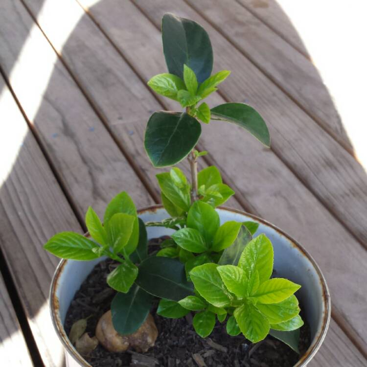 Plant image Viburnum bitchiuense