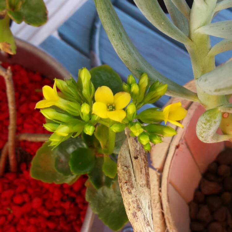 Plant image Kalanchoe blossfeldiana 'Tenorio'