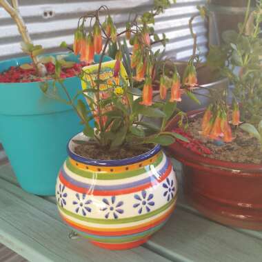 Kalanchoe uniflora 'Freedom Bells'