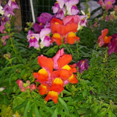 Antirrhinum