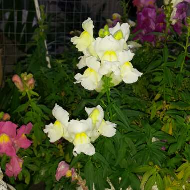 Antirrhinum