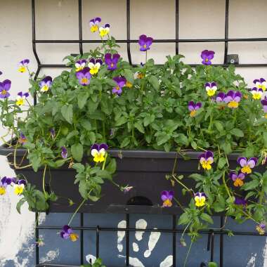 Viola tricolor