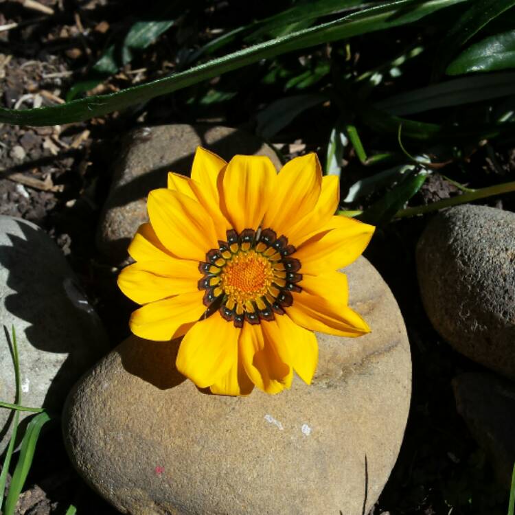 Plant image Gazania 'Kiss Mix'