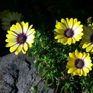 Osteospermum ecklonis 'Blue Eyed Beauty'