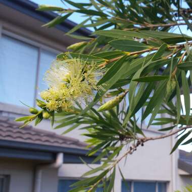 Callistemon pallidus