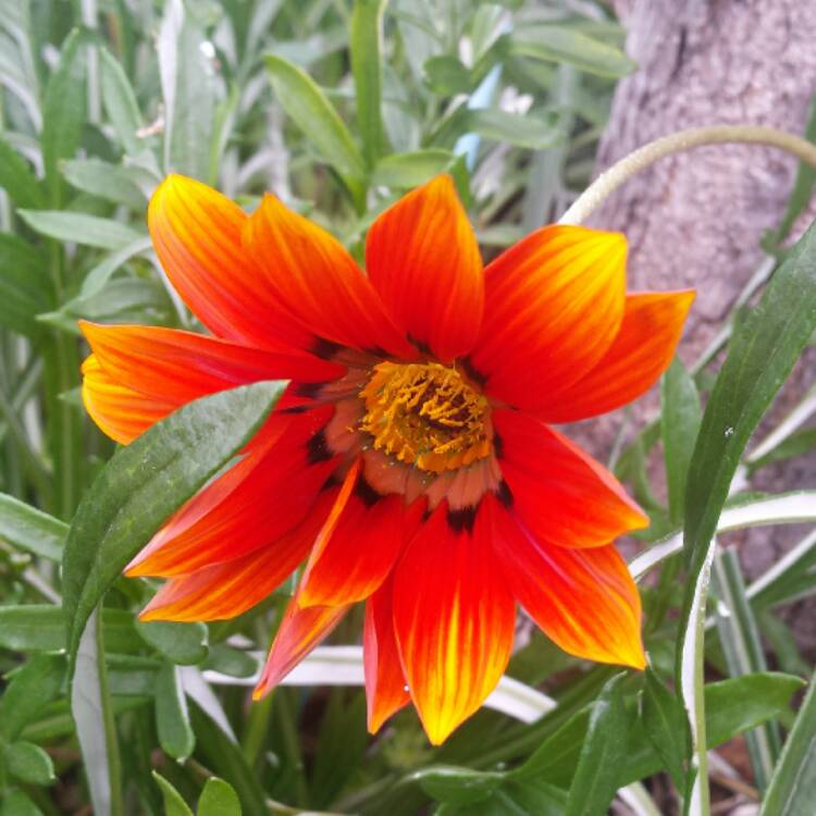 Plant image Gazania krebsiana 'Hantamberg Orange'