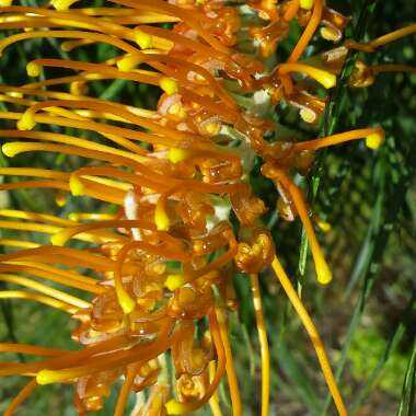 Grevillea 'Honey Gem'