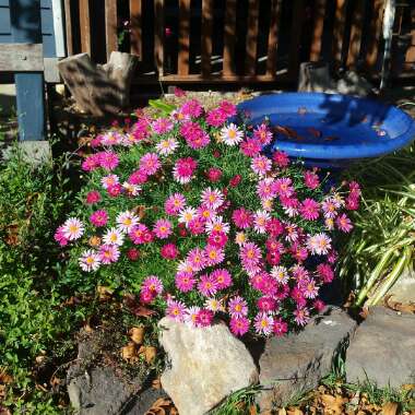 Brachyscome iberidifolia 'Magenta Delight'