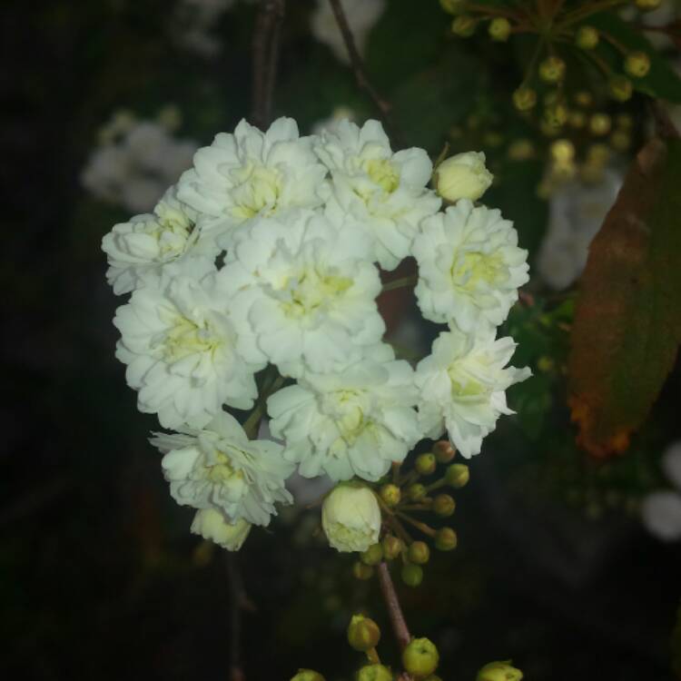 Plant image Spiraea cantoniensis 'Lanceolata'