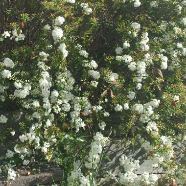 Spiraea cantoniensis 'Lanceolata'