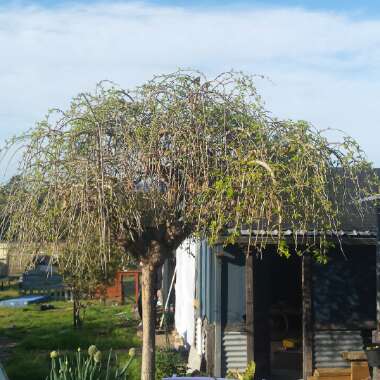 Morus alba 'Pendula'