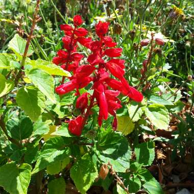 Salvia splendens 'Fireball'