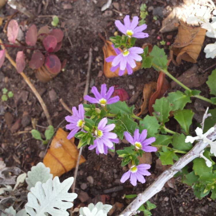 Plant image Scaevola aemula