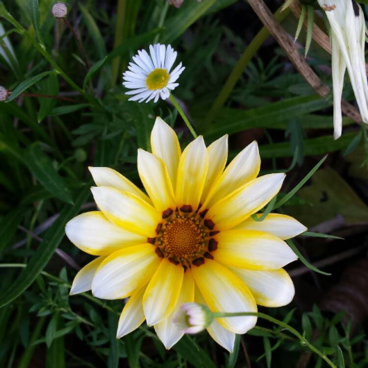 Plant image Gazania rigens 'New Day'