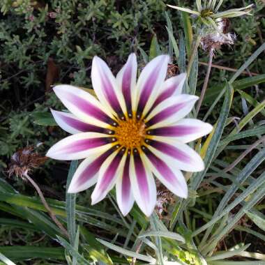 Gazania rigens 'Giant White Tricolour'