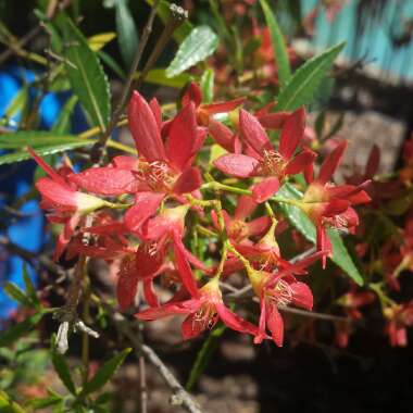 Ceratopetalum gummiferum