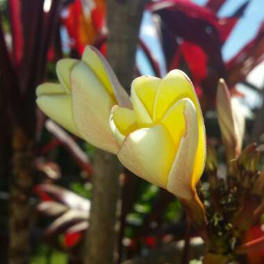 Plumeria