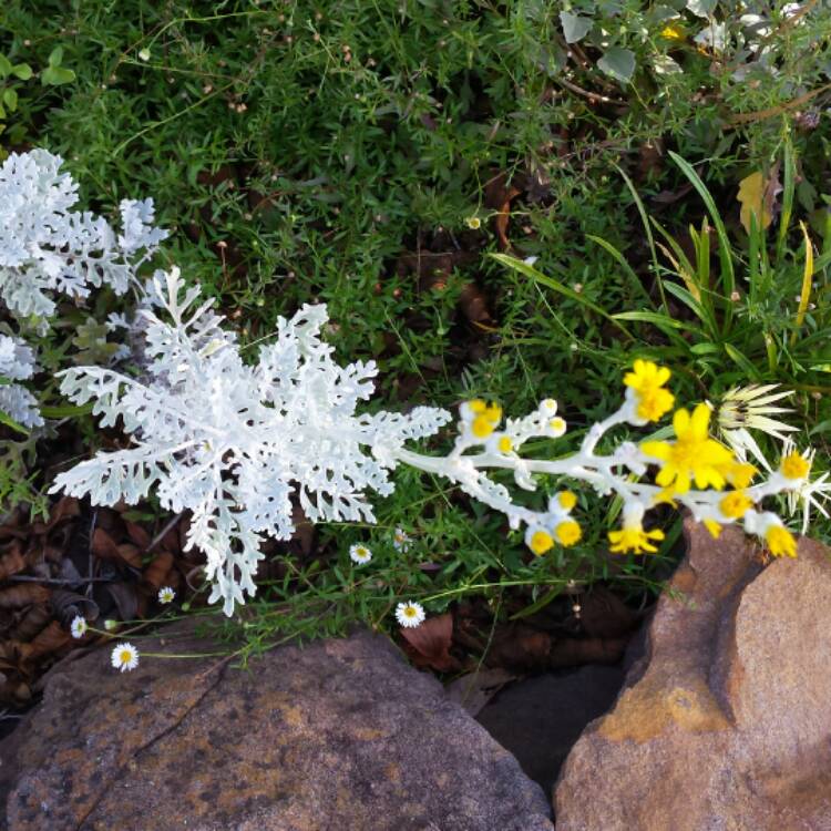 Plant image Senecio cineraria 'Silver Dust'