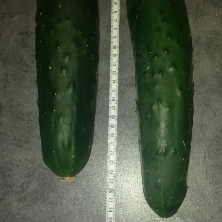 Plant image Cucumis sativus 'Bush Crop'