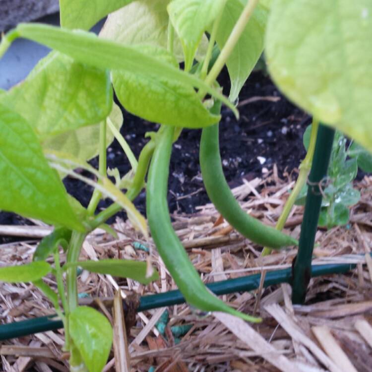 Plant image Phaseolus Vulgaris 'Primavera'