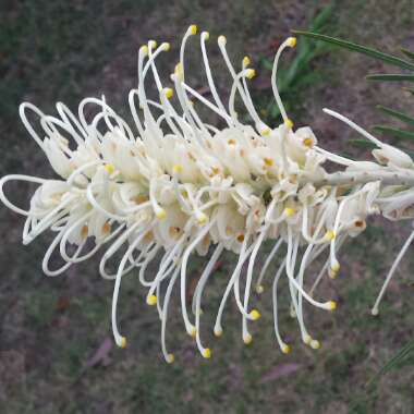 Grevillea 'Moonlight'