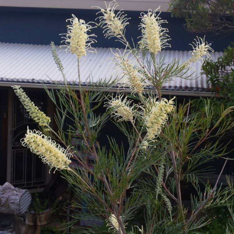 Plant image Grevillea 'Moonlight'