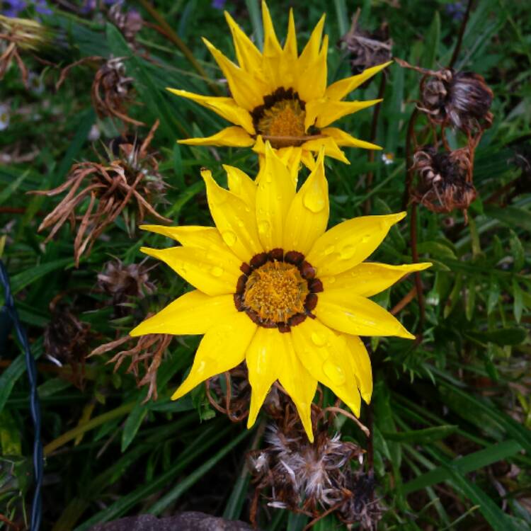 Plant image Gazania 'Daybreak Bright Orange'