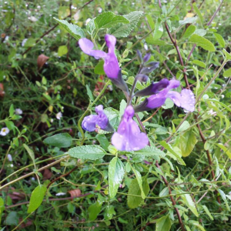 Plant image Salvia x jamensis 'Purple Queen'