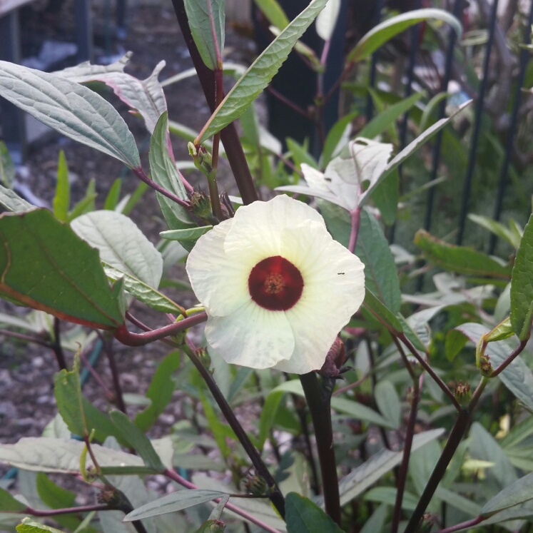 Plant image Hibiscus sabdariffa