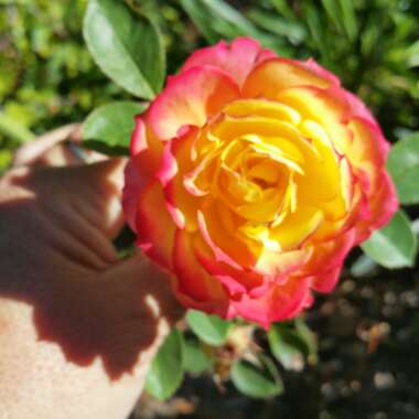 Rosa 'Chameleon'