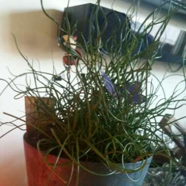 Juncus effusus f. 'Spiralis' syn. Juncus effusus 'Spiralis' dwarf