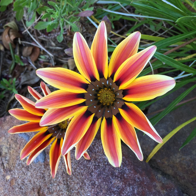 Plant image Gazania 'Tiger Stripes Mixed'