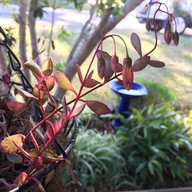 Kalanchoe uniflora 'Freedom Bells'