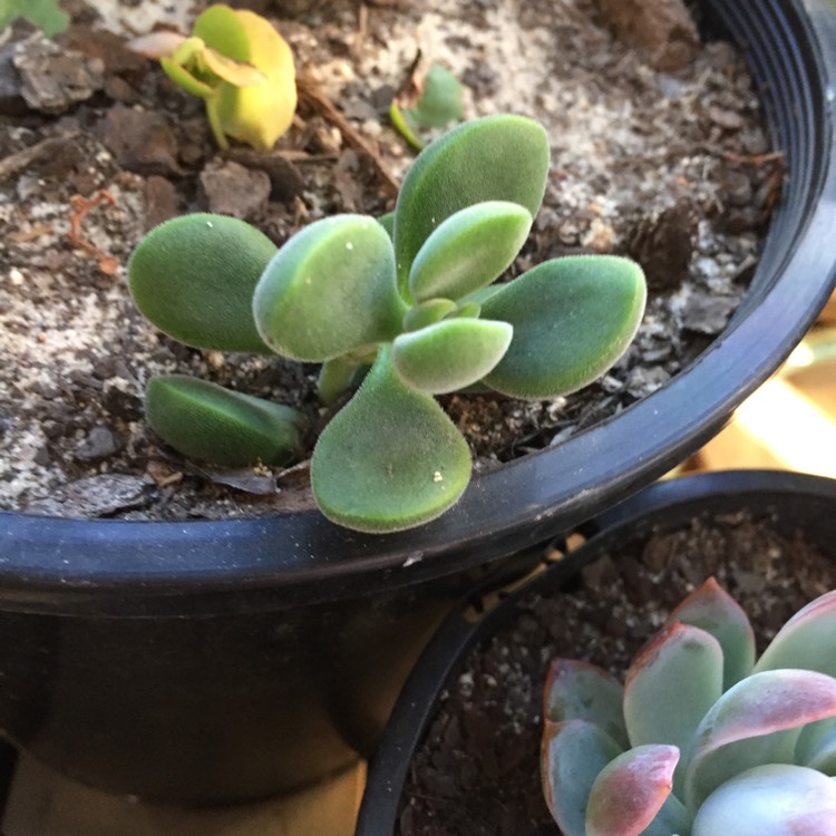 Plant image Crassula rogersii