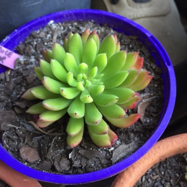 Echeveria Spruce Oliver