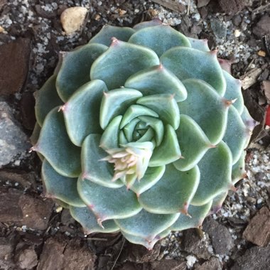 Echeveria Halbingeri