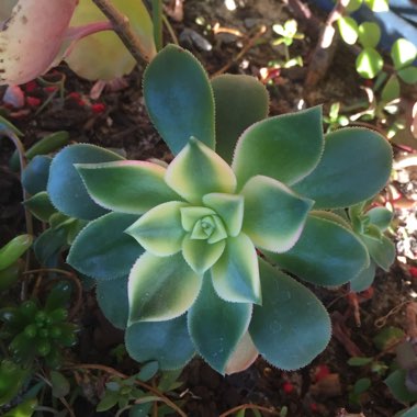 Aeonium Haworthii Dreamcolour