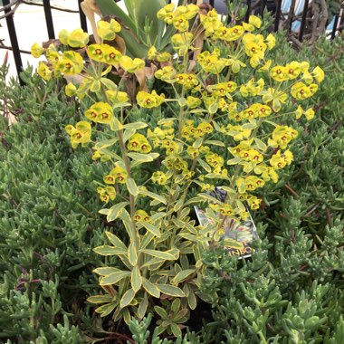 Euphorbia x martini 'Ascot Rainbow'