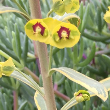 Euphorbia x martini 'Ascot Rainbow'