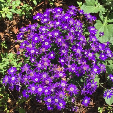 Pericallis x hybrida 'Sunsenebabu' (Senetti Series) syn. Pericallis 'Senetti Baby Blue'