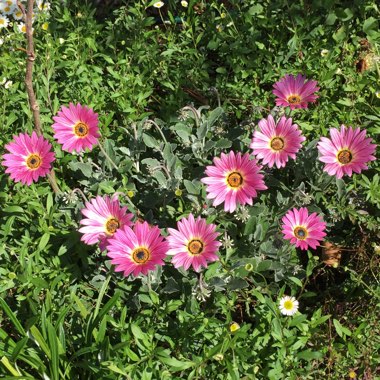 Arctotis 'Pink Sugar'