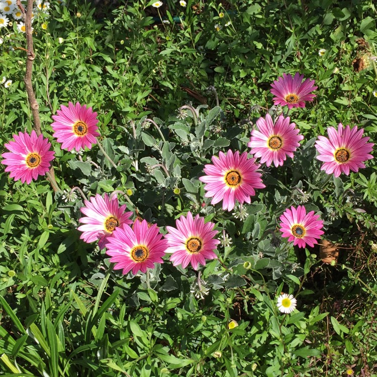 Plant image Arctotis 'Pink Sugar'