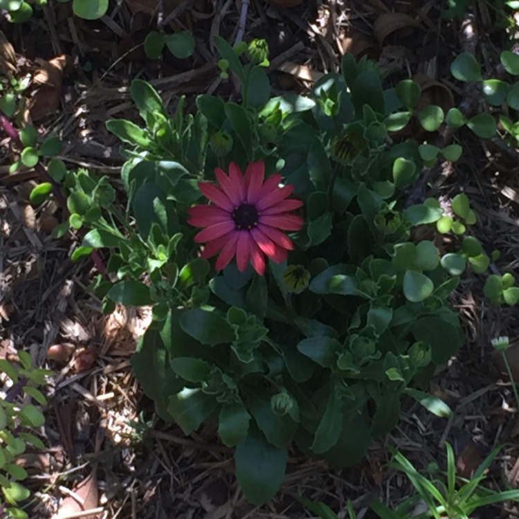 Plant image Osteospermum erato 'Special Fire