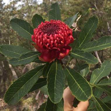 Telopea speciosissima