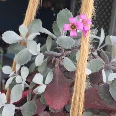 Kalanchoe Pumila