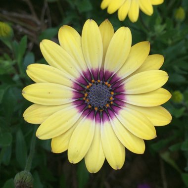 Osteospermum ecklonis 'Blue Eyed Beauty'