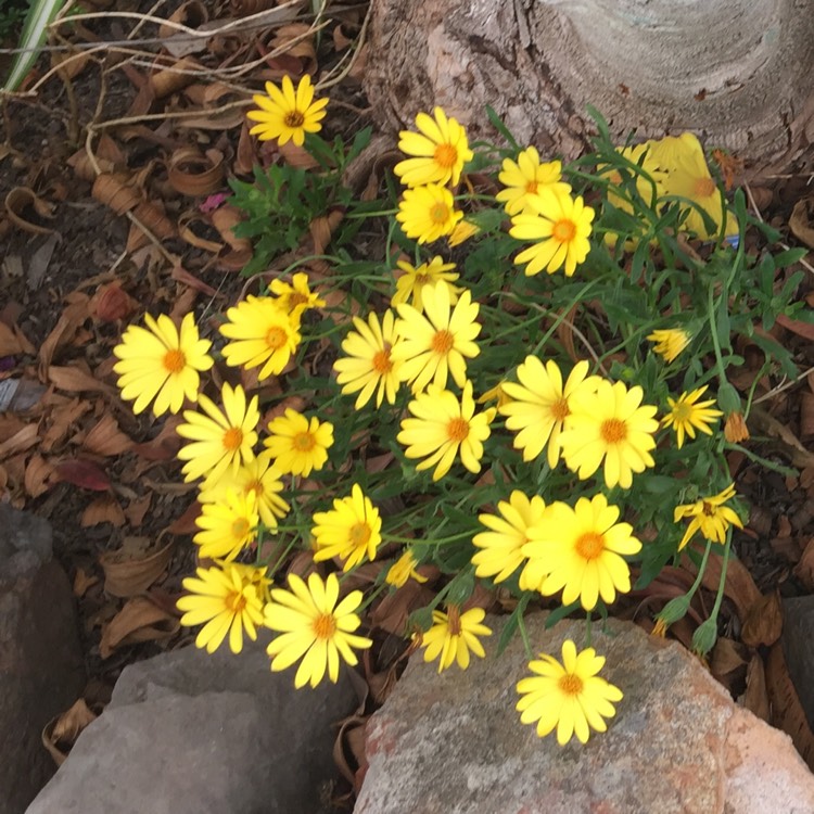 Plant image Osteospermum 'Voltage Yellow'