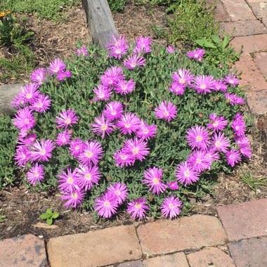 Mesembryanthemum bellidiformis 'Mauve Pigface' syn. Cleretum cuneifolium;Cleretum limpidum