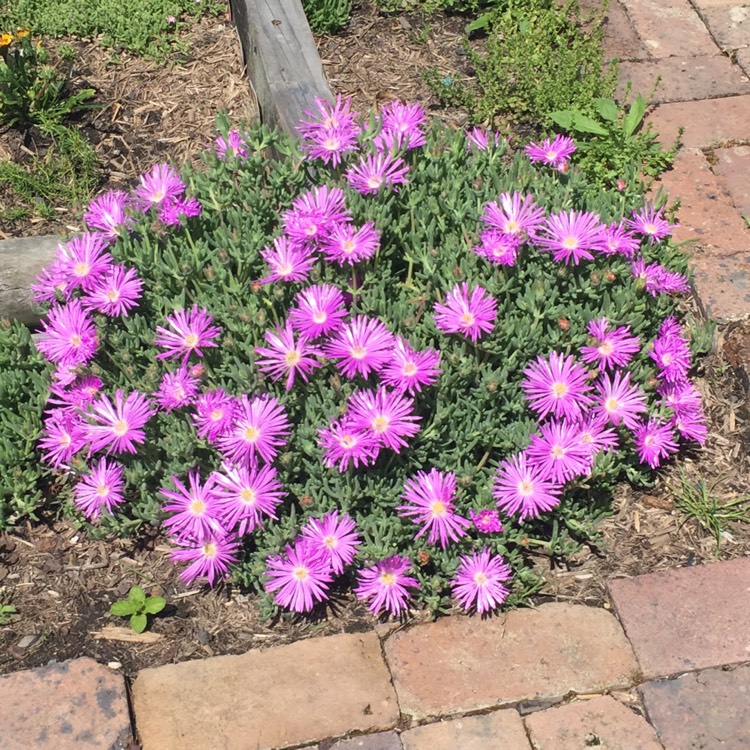 Plant image Mesembryanthemum bellidiformis 'Mauve Pigface' syn. Cleretum cuneifolium;Cleretum limpidum