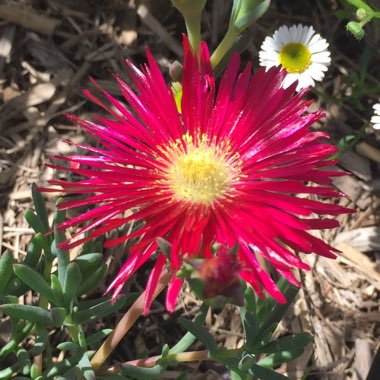 Mesembryanthemum crystallinum 'Pigface Red'